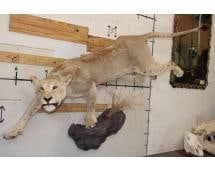 *TEXAS RESIDENTS ONLY* Life-sized LIONESS on a simulated Rock Wall Hanging Base