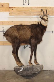 Life-sized CHAMOIS on a Light Weight Wall Hanging Base