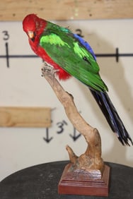 *Rarely Seen* AUSTRALIAN KING PARROT on a Wood Base with a Tree Branch Perch