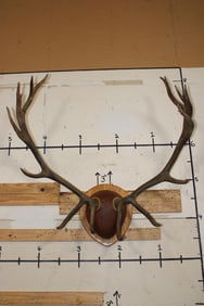 XXL 17-Point ELK Rack mounted on a Wooden Plaque