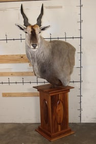 *Incredible* ELAND Pedestal Mount with a Sheesham Wood Pedestal