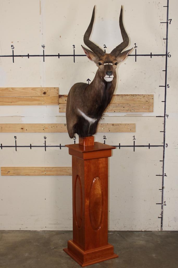 *Incredible* NYALA Pedestal Mount on a Cherry Wood Pedestal Base (1 of 11)