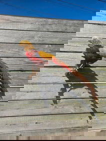 Life-sized GOLDEN PHEASANT Bird Mount
