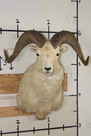 Big DALL SHEEP Shoulder Mount