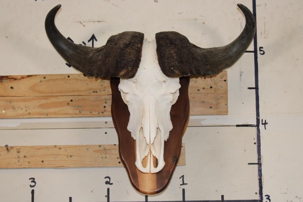 CAPE BUFFALO Skull on a Wooden Wall Pedestal (1 of 7)
