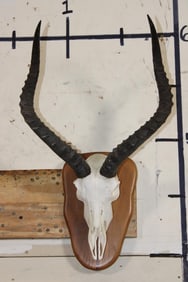 IMPALA Skull on a Wooden Plaque