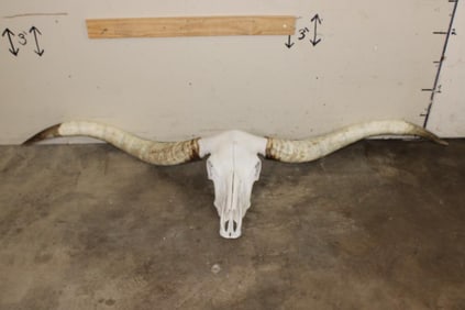 *Massive* TEXAS LONGHORN Skull with All its Teeth and Removable Horns