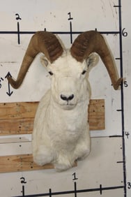 DALL SHEEP RAM Shoulder Mount
