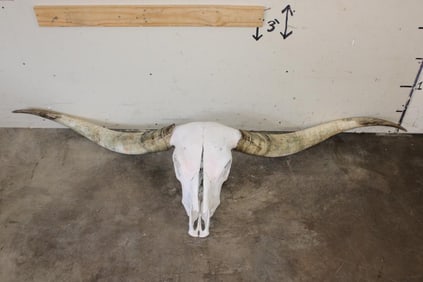 *Big* TEXAS LONGHORN Skull with Removable Horns