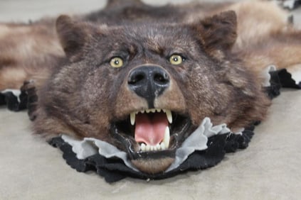 Double Felted WOLF Rug with its Mounted Head