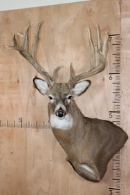 Massive 18-Point WHITETAIL DEER Wall Pedestal Mount