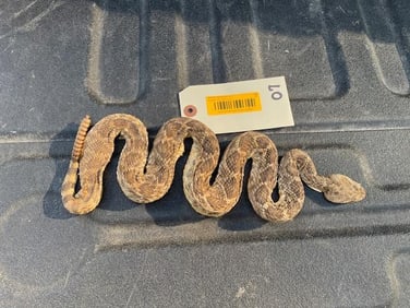 Life-sized RATTLESNAKE with 10 Rattles
