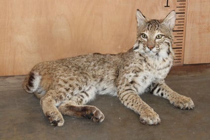 Life-sized Laying or Freestanding BOBCAT