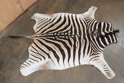 ZEBRA HIDE with Vibrant Stripes