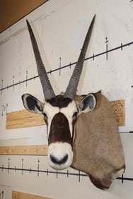 XL Heavy Horned GEMSBOK Shoulder Mount