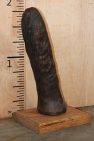 *Rarely Seen* XXL ELEPHANT Penis on a Wooden Plaque