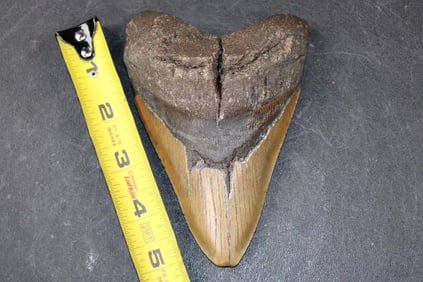 Massive XXL MEGALODON Shark Tooth Fossil