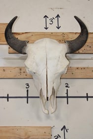 Big BUFFALO/BISON Skull with All its Teeth