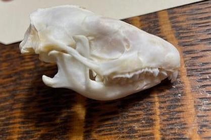 *Rarely Seen* European HEDGEHOG Skull with All its Teeth