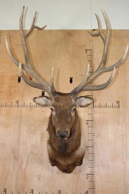 12-Point ELK Shoulder Mount