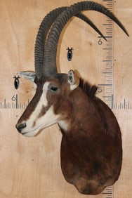 SABLE Shoulder Mount