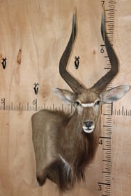 NYALA Shoulder Mount