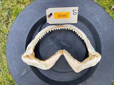 Set of MAKO SHARK JAWS