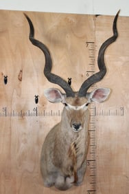 Big KUDU Shoulder Mount