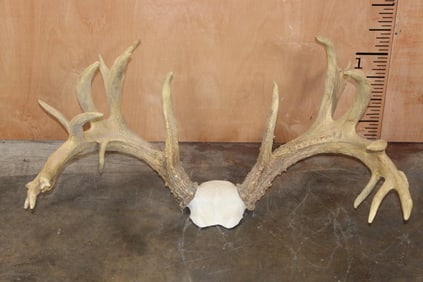 XXXL Heavy Reproduction 24-Point WHITETAIL DEER Antler Rack