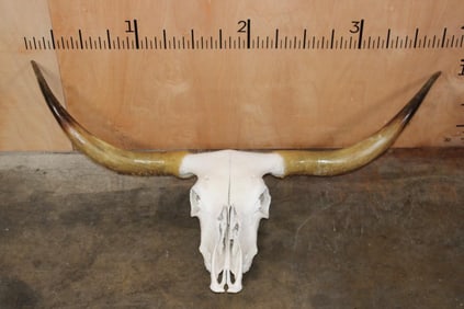 Texas LONGHORN Steer Skull with Removable Horns