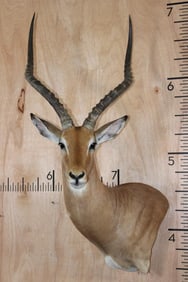 IMPALA Wall Pedestal Mount