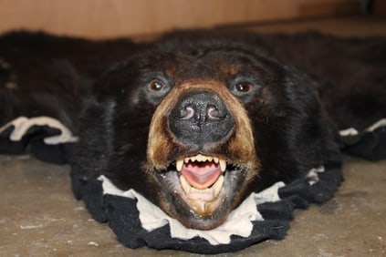 Double Felted BLACK BEAR Rug with its Mounted Head and All its Claws