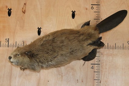 Big Life-sized Swimming BEAVER on a Wood Wall Hanging Base