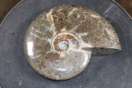 Big Whole Sutured and Polished AMMONITE Fossil Specimen