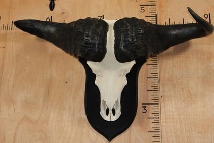 XXL "Daga Boy" CAPE BUFFALO Skull