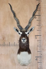 BLACKBUCK Shoulder Mount