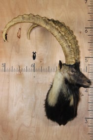 SIBERIAN IBEX Shoulder Mount with Big Reproduction Horns