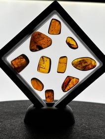 (10) Pieces of Authentic Myanmar AMBER Fossils with Multiple Insect Inclusions (ONE$)
