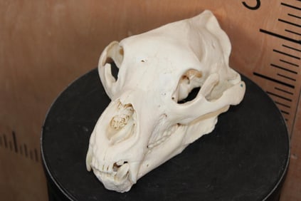XL BLACK BEAR Skull