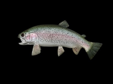 *New in Box* Reproduction RAINBOW TROUT Fish Mount