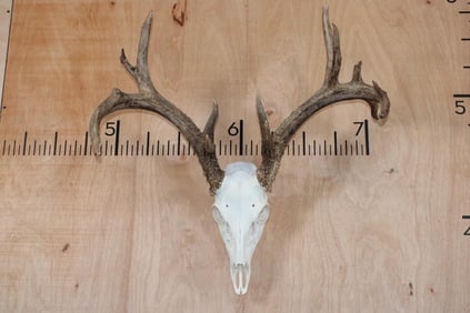 Big 14-Point WHITETAIL DEER Skull with All its Teeth