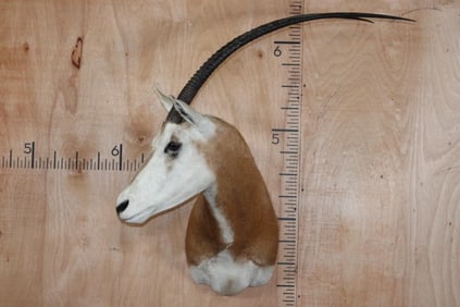 *TEXAS RESIDENTS ONLY* SCIMITAR HORNED ORYX Shoulder Mount