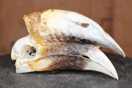 XL HORNBILL Skull