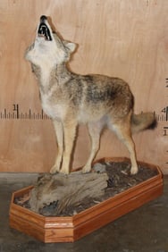 Life-sized Howling COYOTE on a Wood Base