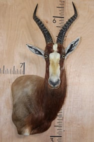 *TEXAS RESIDENTS ONLY* BONTEBOK Wall Pedestal Mount