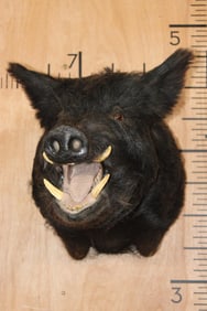 WILD BOAR or HOG Shoulder Mount