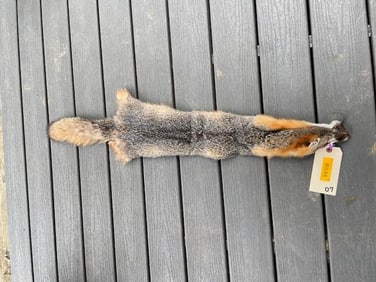 *New* Tanned Large GREY FOX Hide-Fur Skin
