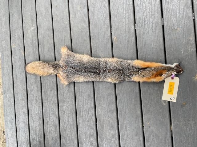 *New* Tanned Large GREY FOX Hide-Fur Skin (1 of 4)