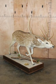 Life-sized AXIS DEER on a Wood Base with Wheels