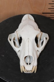 *TEXAS RESIDENTS ONLY* LEOPARD Skull